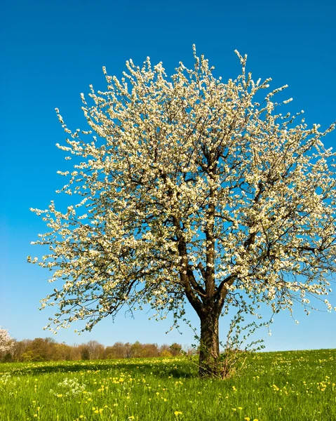 Wiśniowe drzewo wiosną — Zdjęcie stockowe