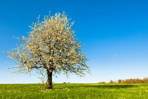 Třešňový strom na jaře — Stock fotografie