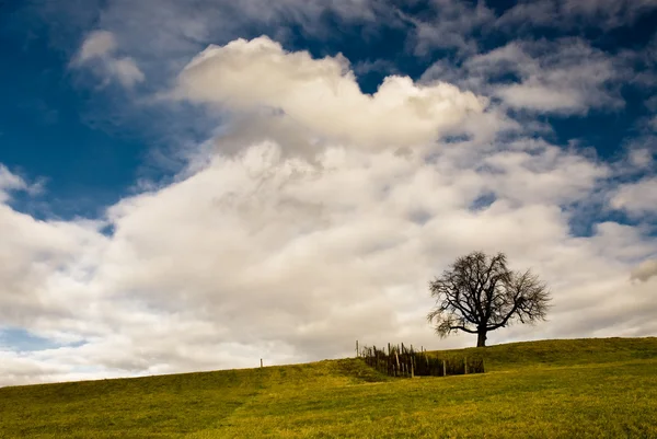 Einsamer Baum auf Feld — Stockfoto