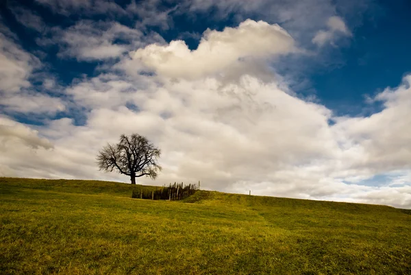 Одинокий Три на поле — стоковое фото
