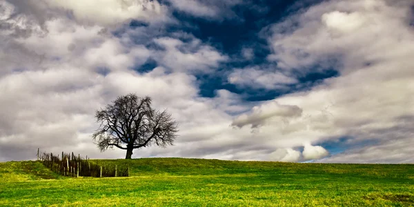 フィールド上の孤独な木 — ストック写真