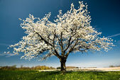 tavasszal virágzó fa