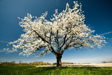 Картина, постер, плакат, фотообои "весной цветущее дерево картины пейзаж ретро", артикул 2310024