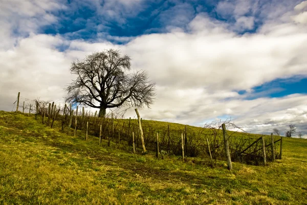 Eenzame boom op veld — Stockfoto