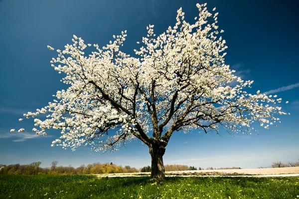 Blommande träd på våren — Stockfoto