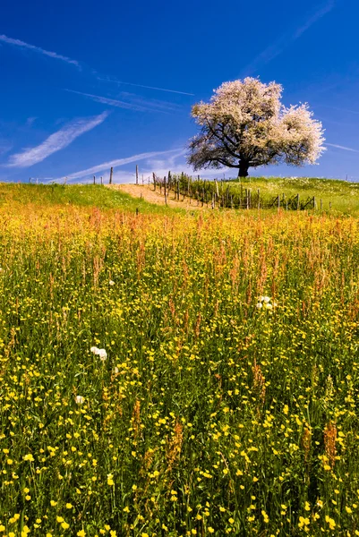Einzelner blühender Baum im Frühling. — Stockfoto