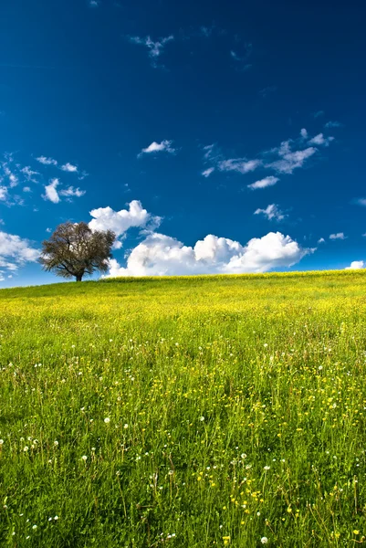 Árbol único en pradera brillante — Foto de Stock
