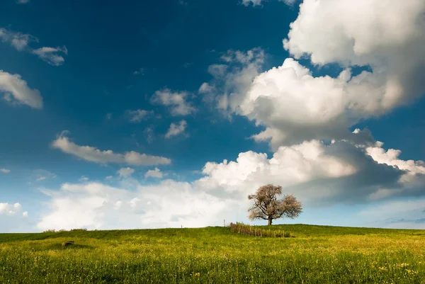A mező, a tavaszi egyetlen fa — Stock Fotó