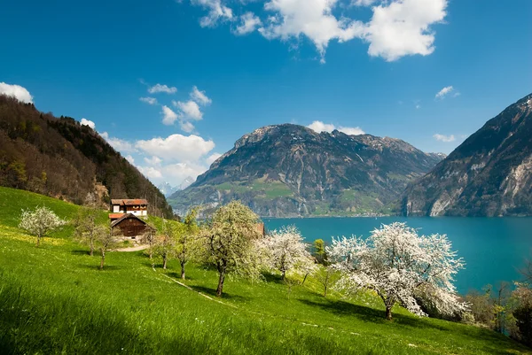 Spring scenery at lake lucern — Stock Photo, Image