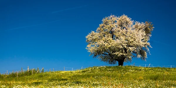 Blühender Baum im Frühling — Stockfoto