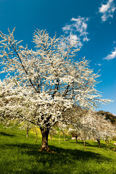 Blossoming cherry tree in spring on a rural field