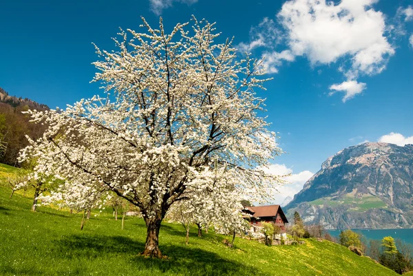 Blossoming cherry tree — Stock Photo, Image