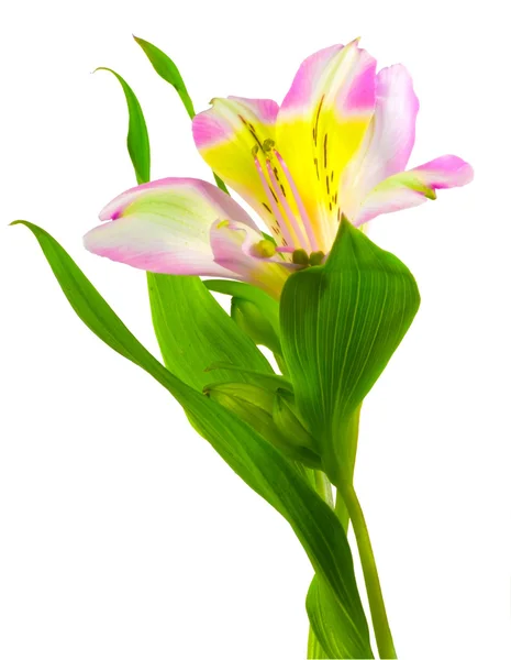 Lilly — Stock Photo, Image