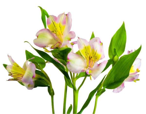 Lillys의 꽃다발 — 스톡 사진