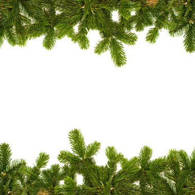 Fir twig frame clipart