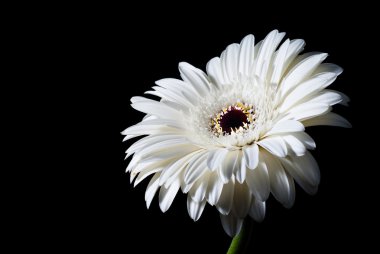 siyah üzerine Beyaz gerbera