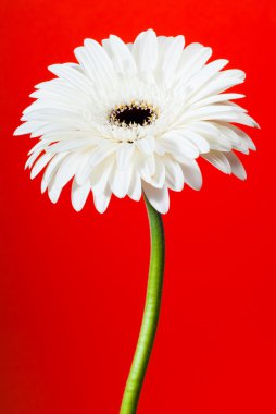 Beyaz gerbera