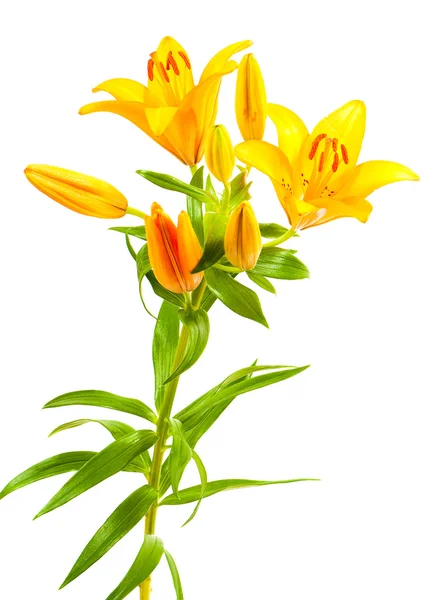 Bouquet Lilly isolado — Fotografia de Stock