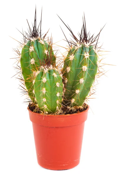 stock image Little cactus isolated on white