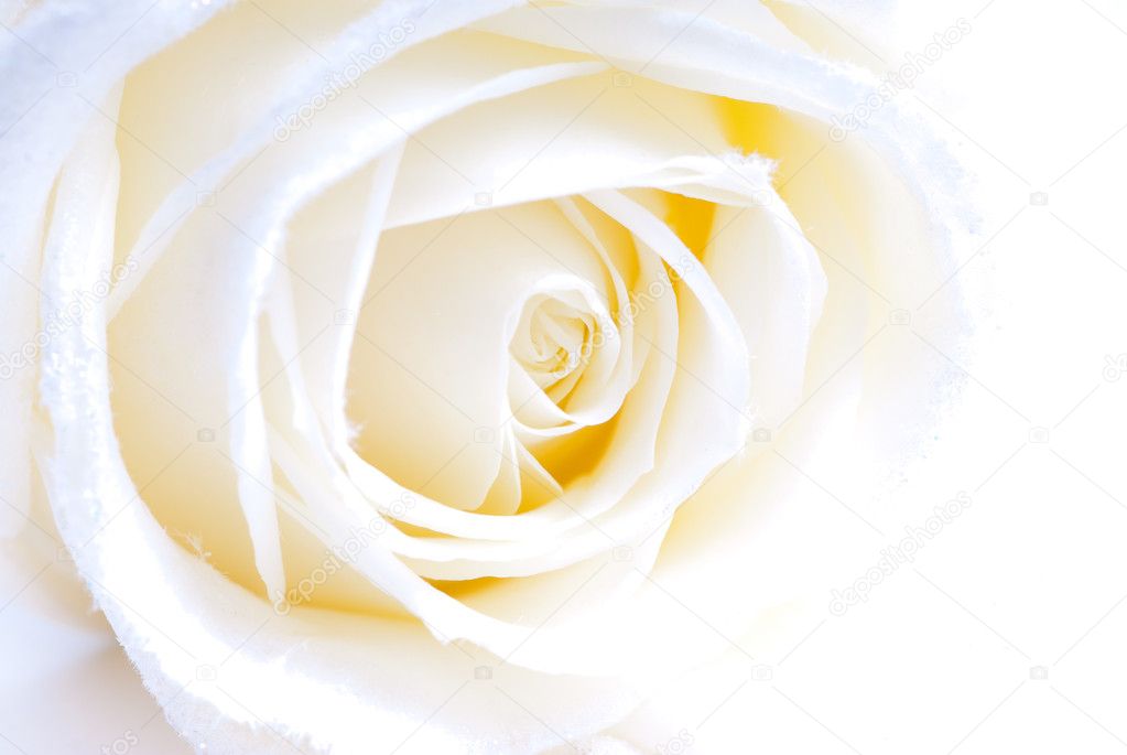 Abstract white rose macro