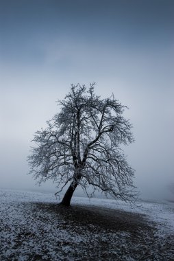 Moody ağaç