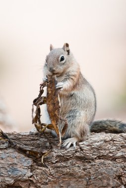 Uintah Chipmunk clipart