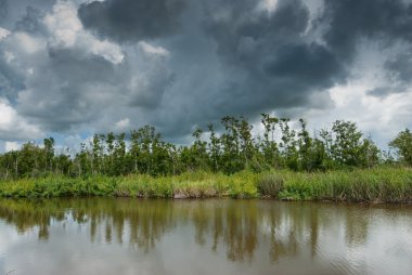 Louisiana swamps clipart