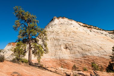 Zion national park