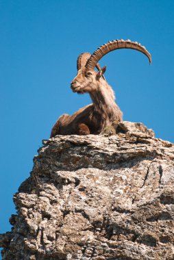 Alpine ibex clipart