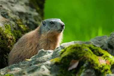 Alpine marmot clipart