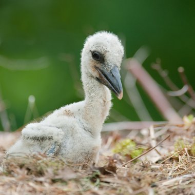 Baby stork clipart