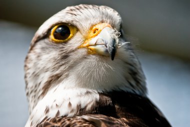 Booted Eagle (lat. Aquila pennata) clipart