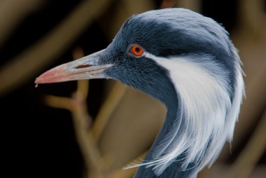 Demoiselle Crane clipart