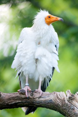 Egyptian Vulture clipart
