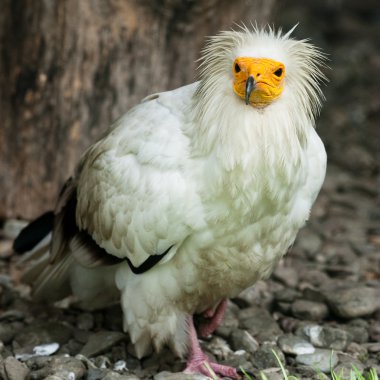 Egyptian Vulture clipart