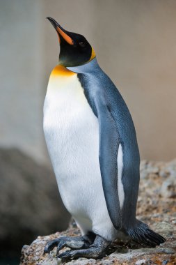 Emperor penguin clipart