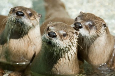 Group of otters clipart