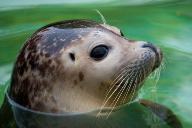 Harbor seal clipart