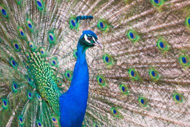 Male Indian Peafowl clipart