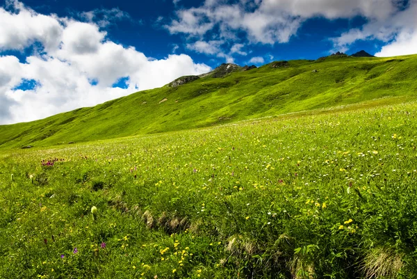Bir çayır yeşil tepeler — Stok fotoğraf