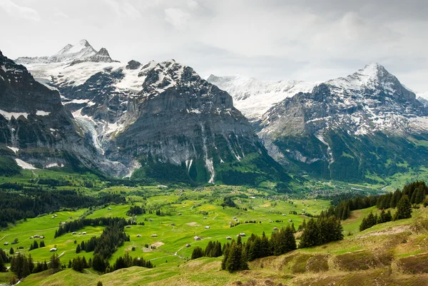 Grindelwal vallei in het voorjaar van — Stockfoto