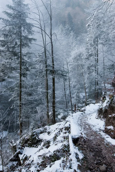 stock image White forest