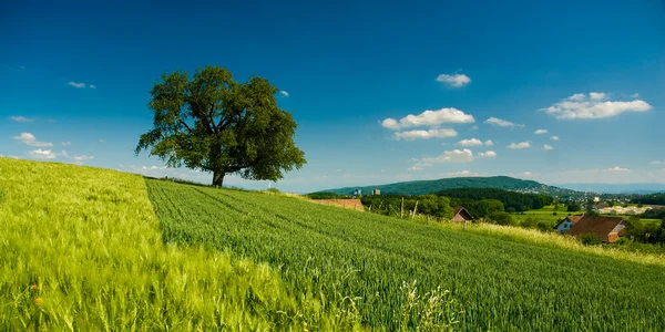 Panorama de paisagem rural com árvore — Fotografia de Stock