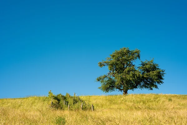 Einzelner Baum auf Feld — Stockfoto