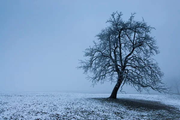 stock image Mystic tree