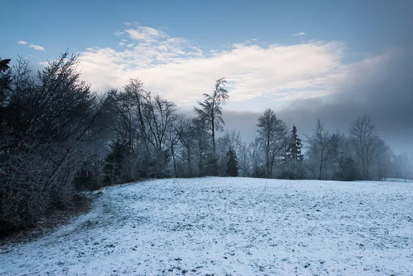 stock image Winter forest panorama