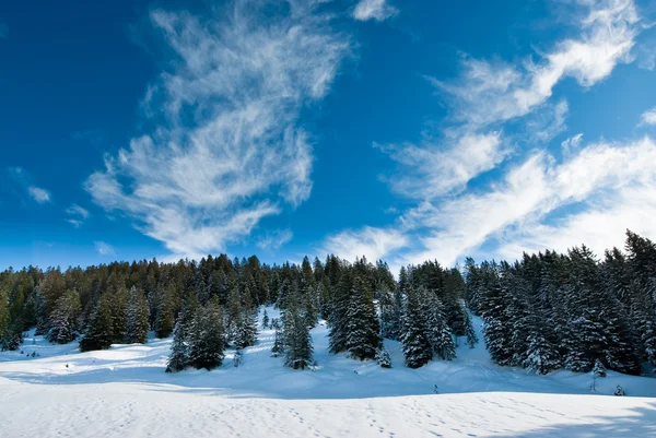 stock image Winter forest panorama