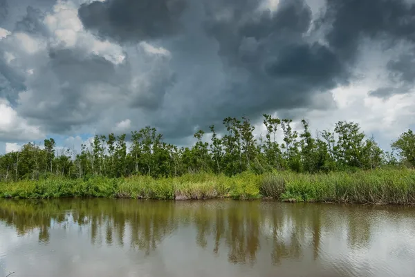Болота Луизианы — стоковое фото
