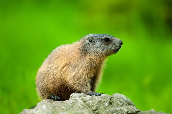 Alpine Marmot (lat. Marmota marmota) — Stockfoto