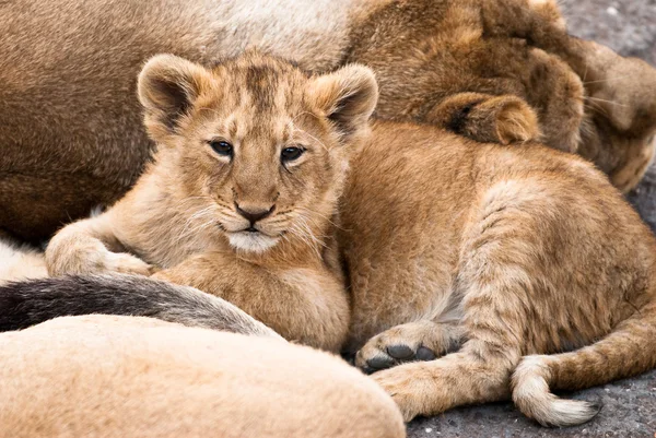 Bebek aslan — Stok fotoğraf